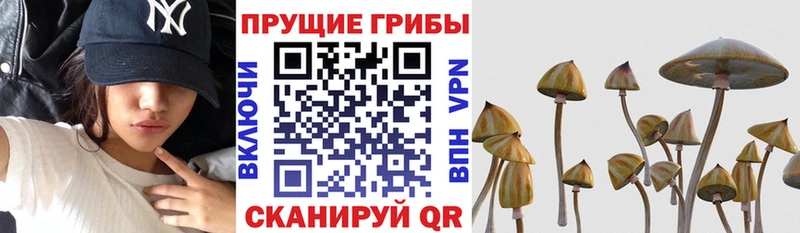 Псилоцибиновые грибы Magic Shrooms  блэк спрут сайт  Снежногорск 
